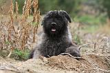 BOUVIER DES FLANDRES 178